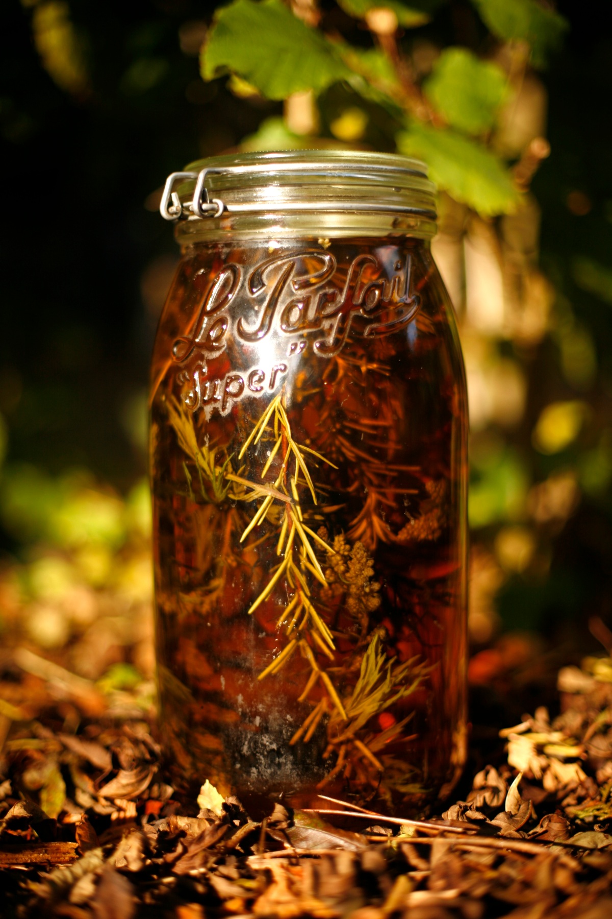 Wild Infusions